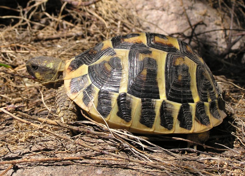 Testuggine terrestre