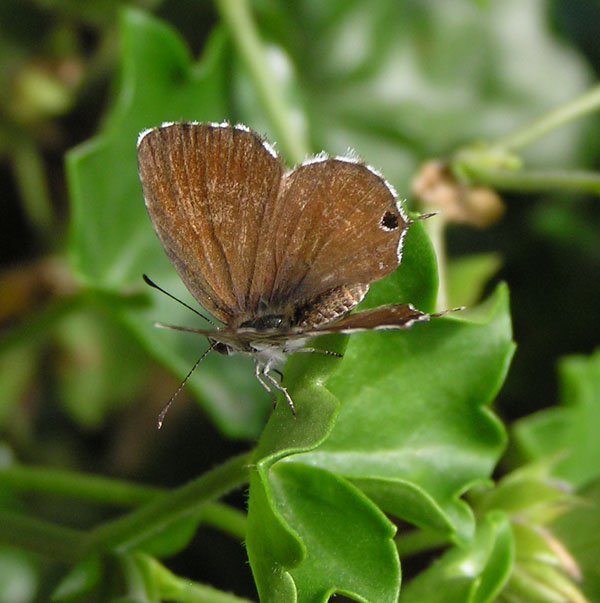 Cacyreus marshalli in trasferta e Aricia eumedon