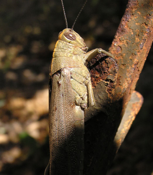 Anacridium aegyptium