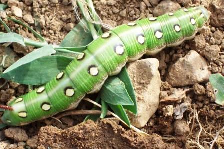 Bruco di Hyles livornica, Sphingidae