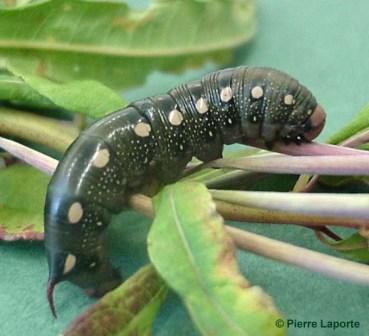 Bruco di Hyles livornica, Sphingidae