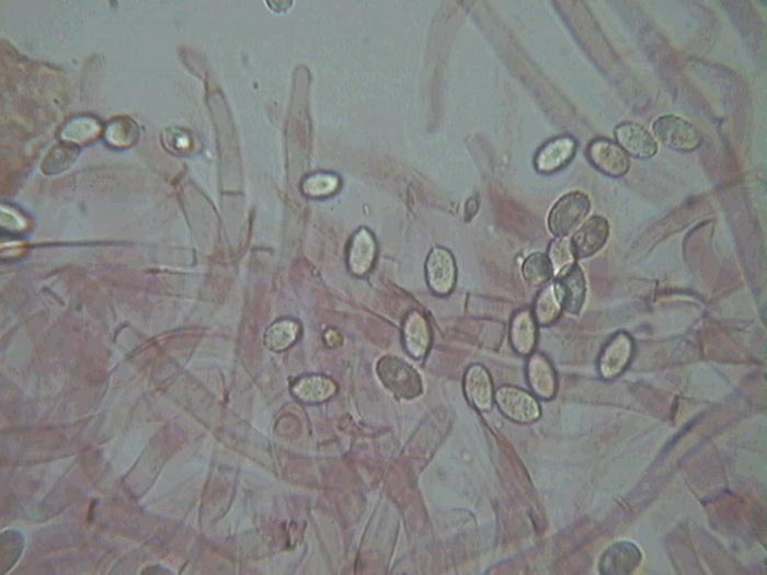 Melanoleuca cognata