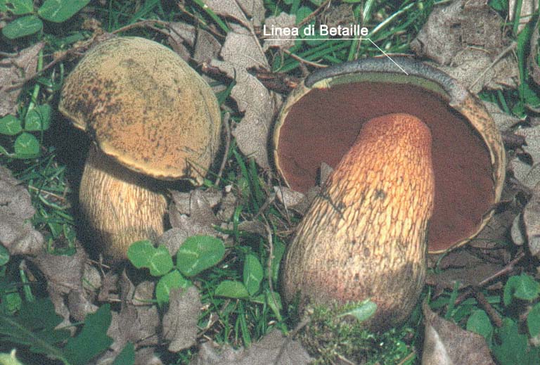 Boletus da determinare