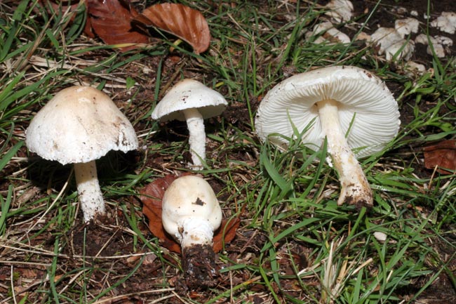 Lepiota