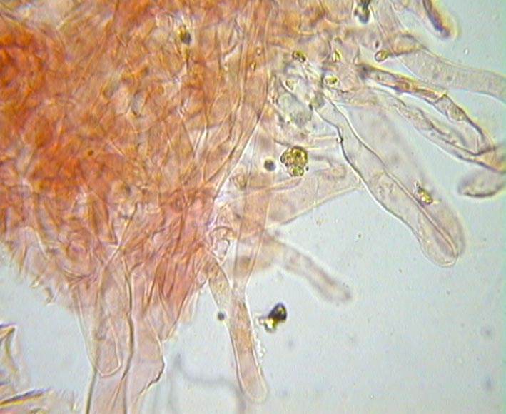Lepiota