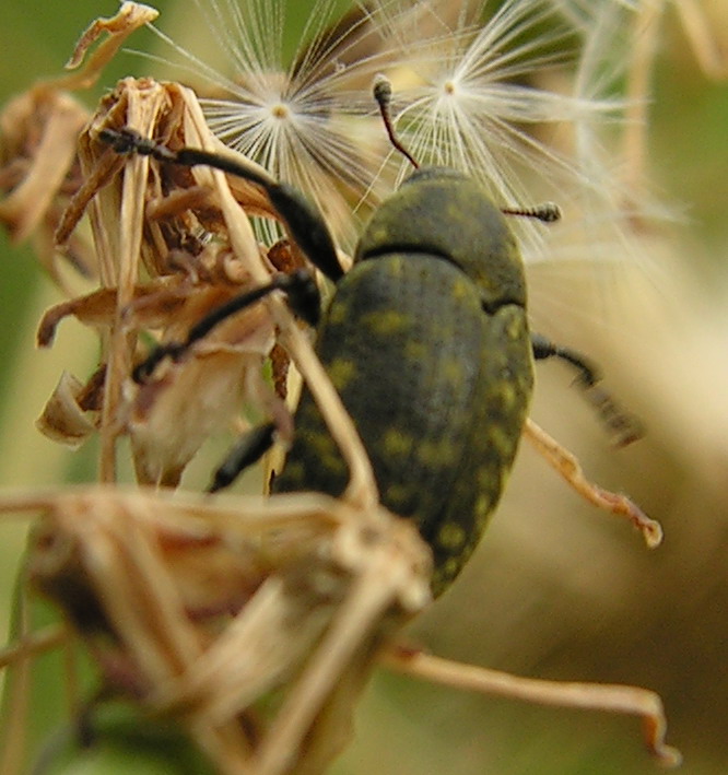 Larinus sp. e Lixus algirus