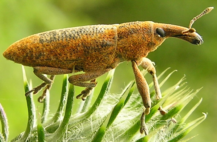 Larinus sp. e Lixus algirus