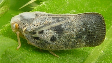 Metcalfa pruinosa