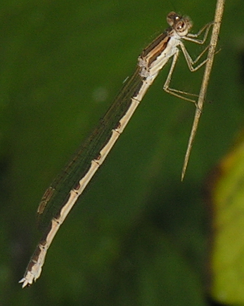 Libellula (Sympecma fusca)