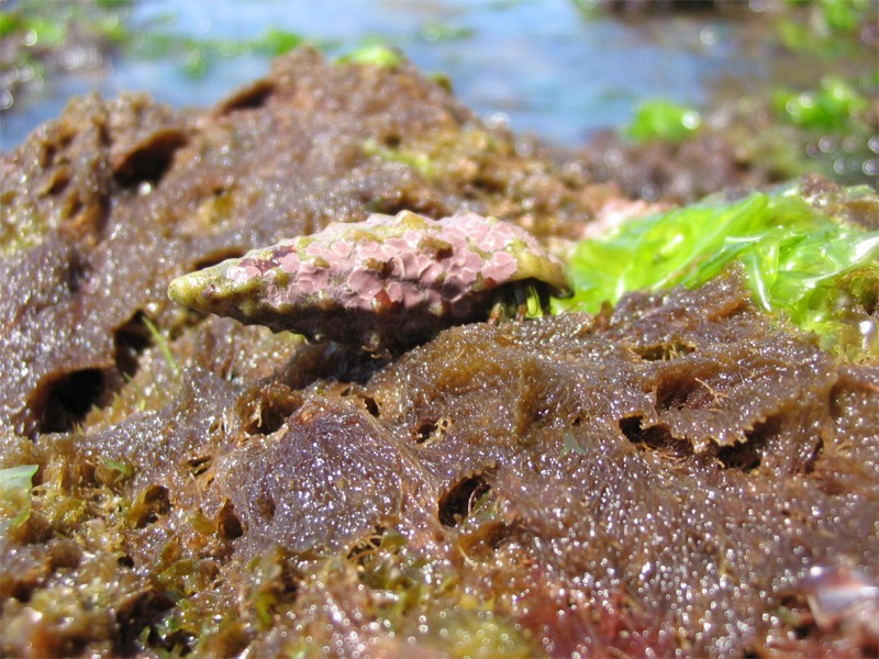 Cerithium vulgatum