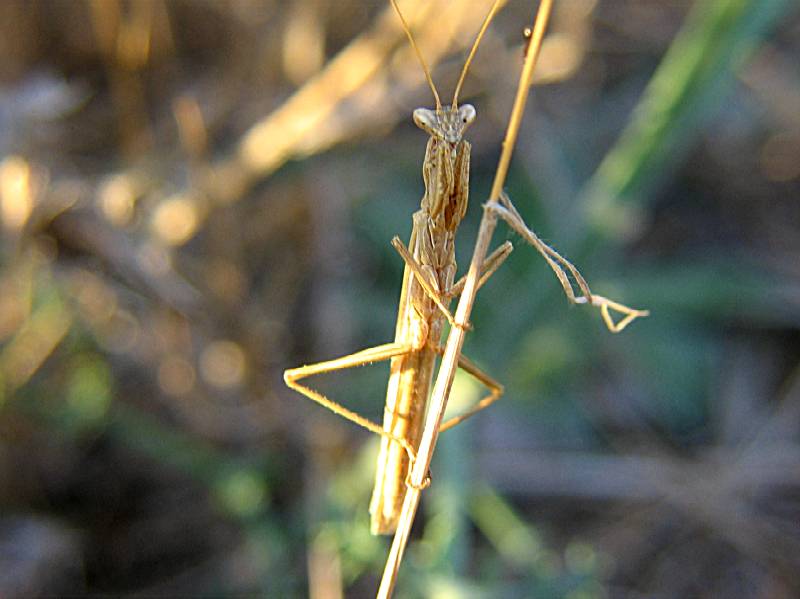 mantide religiosa