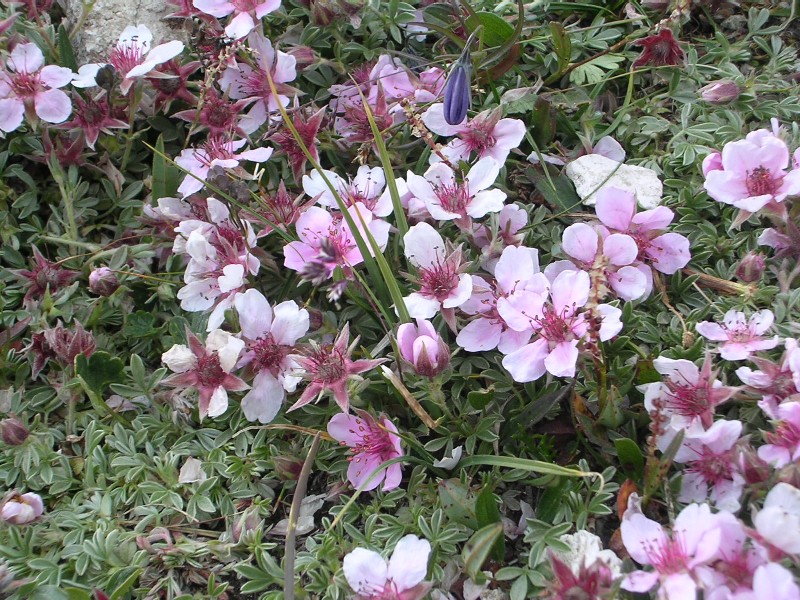 Saxifraga caesia, Potentilla nitida, Leontopodium alpinum