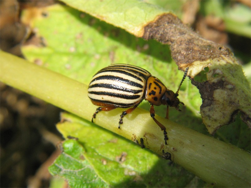 Leptinotarsa decemlineata - mangia piante delle patate