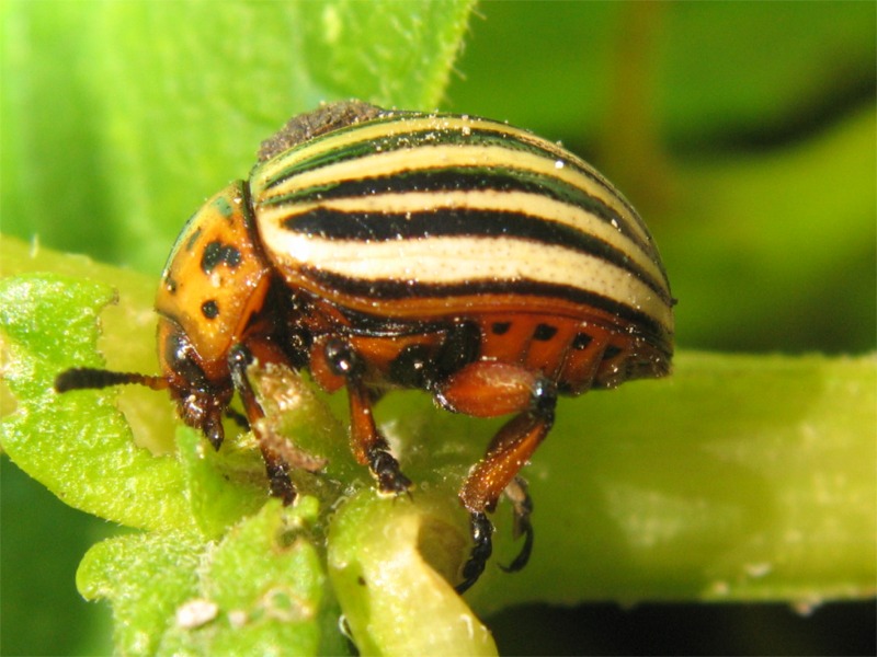 Leptinotarsa decemlineata - mangia piante delle patate