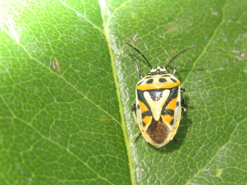 Eurydema ornata