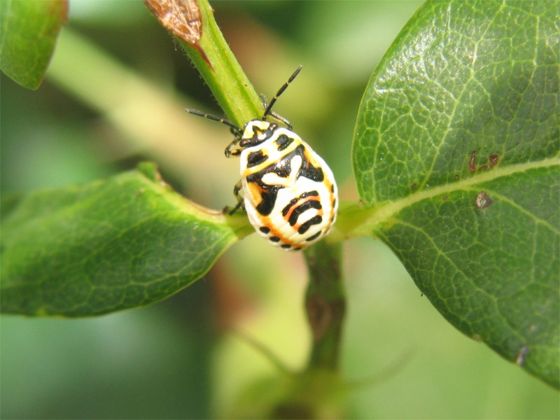 Eurydema ornata