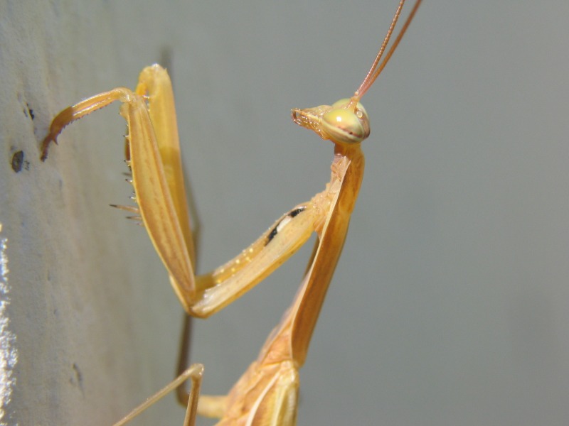 mantide religiosa