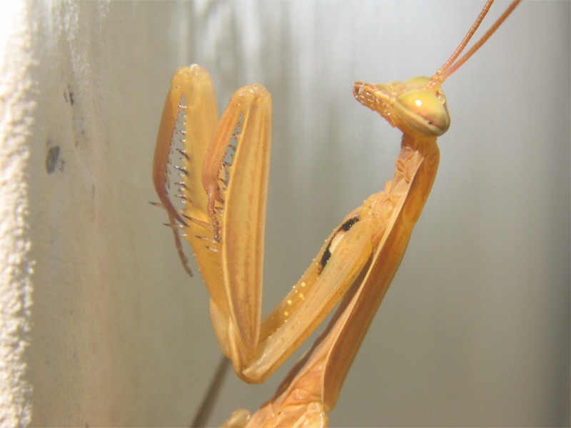 mantide religiosa