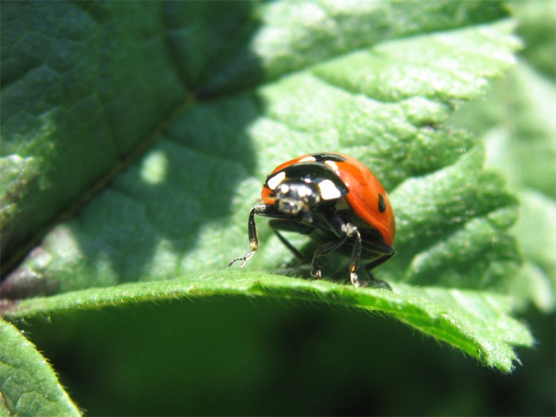 coccinella