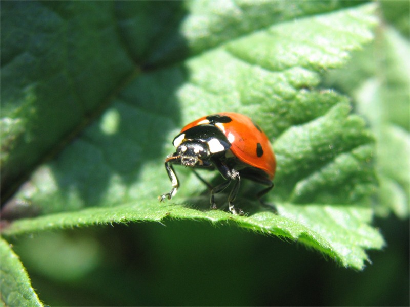 coccinella