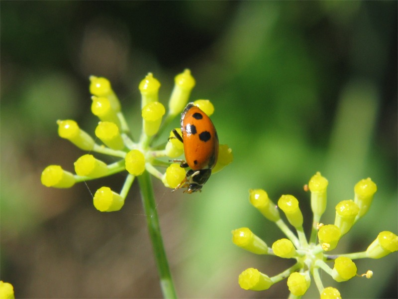 coccinella