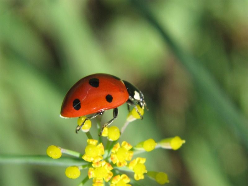 coccinella