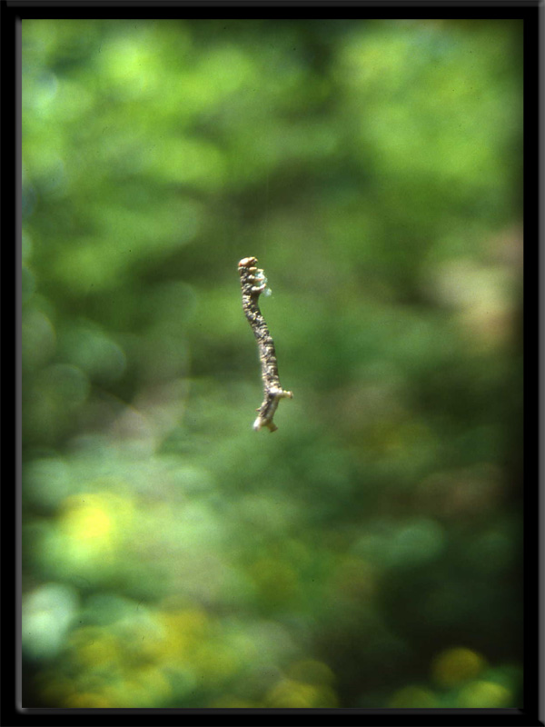 Bruco di Geometridae....dal Trentino