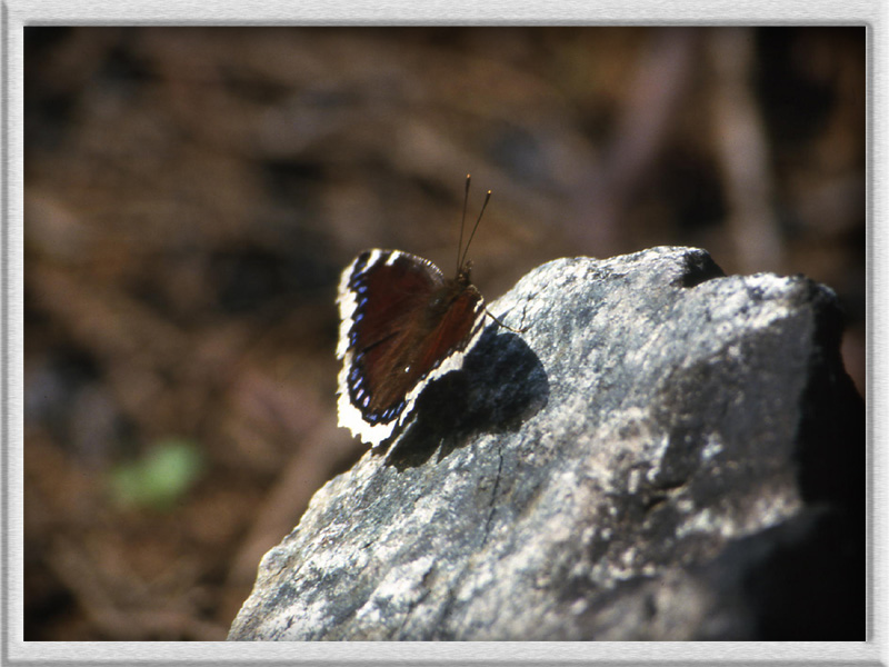 Nymphalis antiopa - Nymphalidae.........dal Trentino