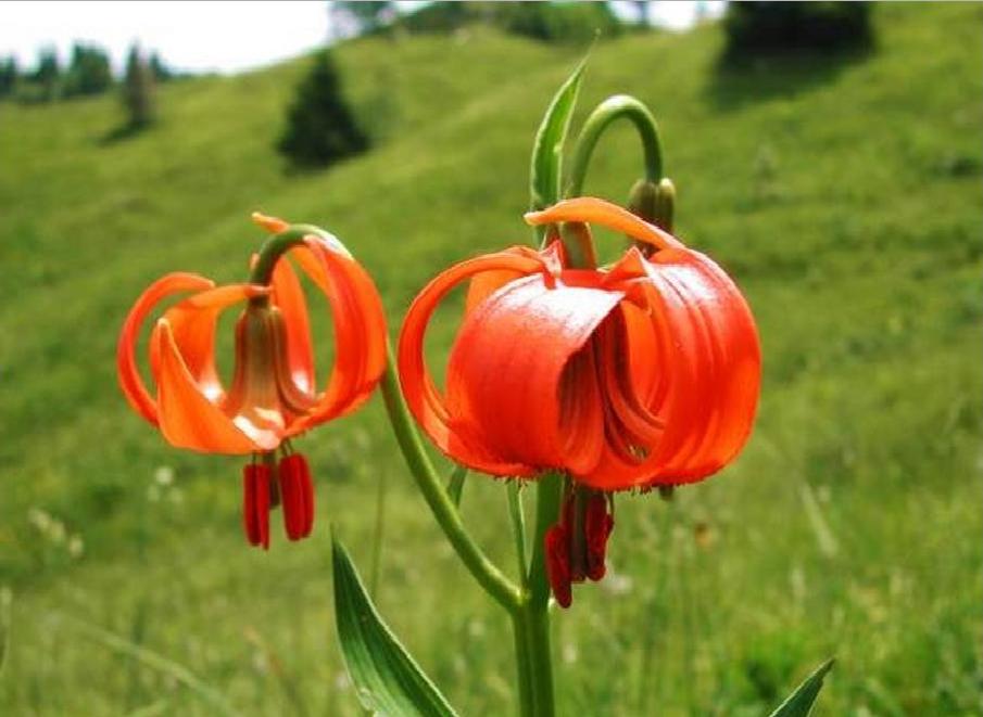 Lilium carniolicum / Giglio della Carniola