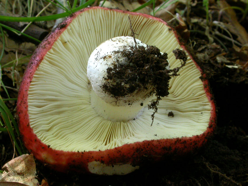 Roulette russula...