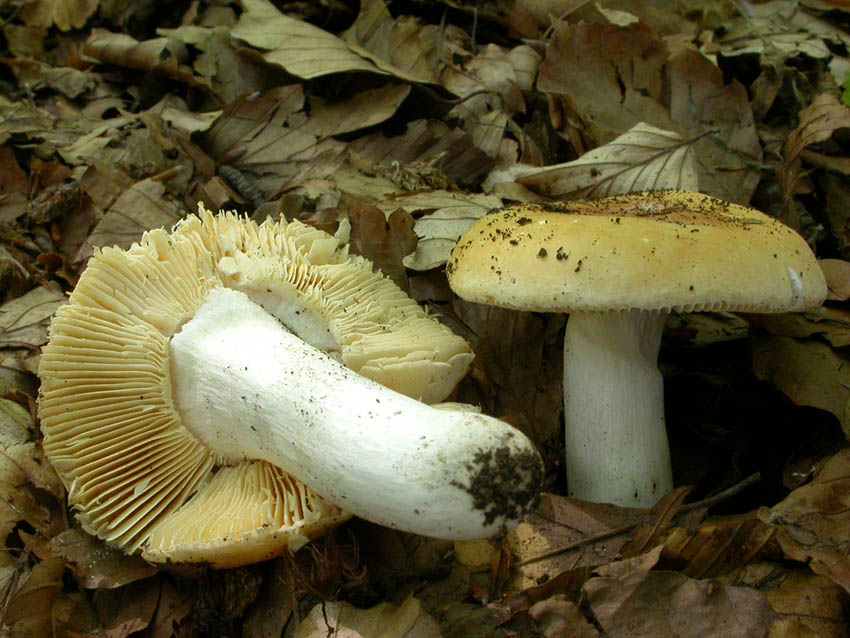 Roulette russula...