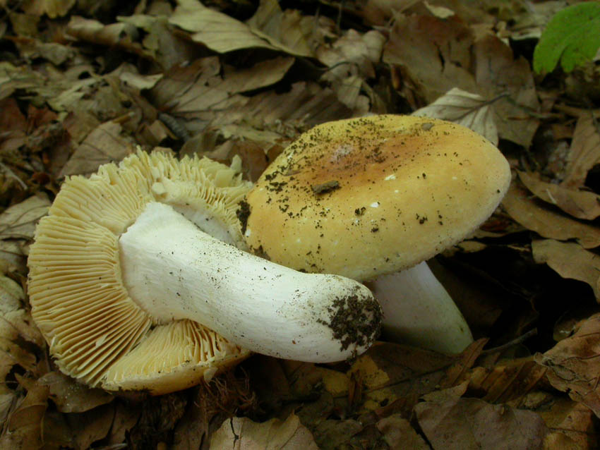 Roulette russula...
