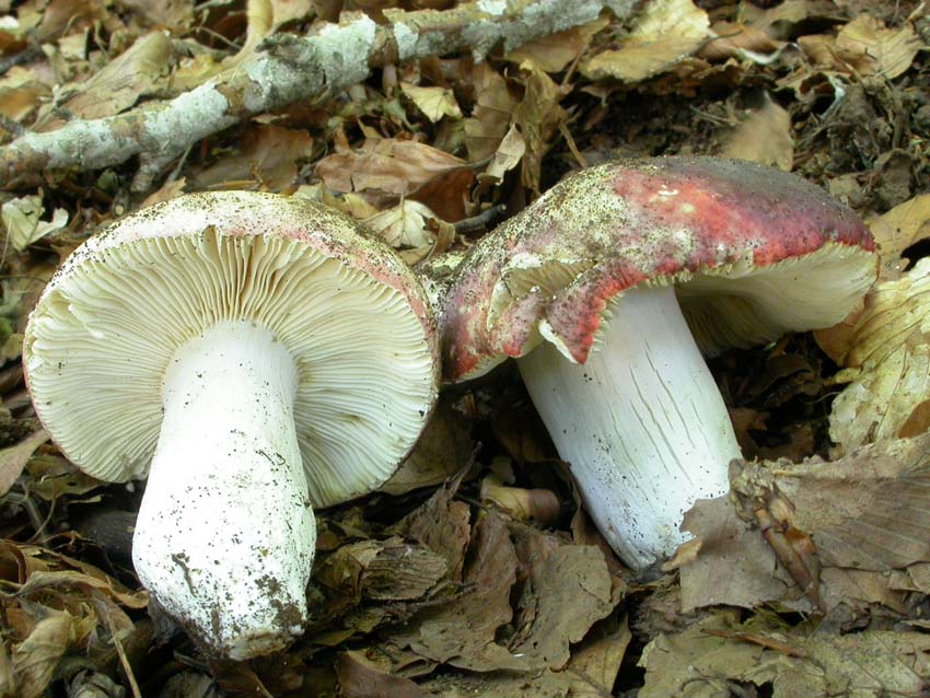Roulette russula...