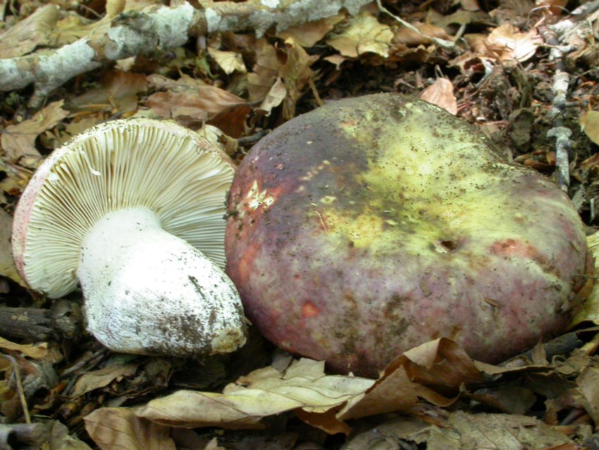 Roulette russula...