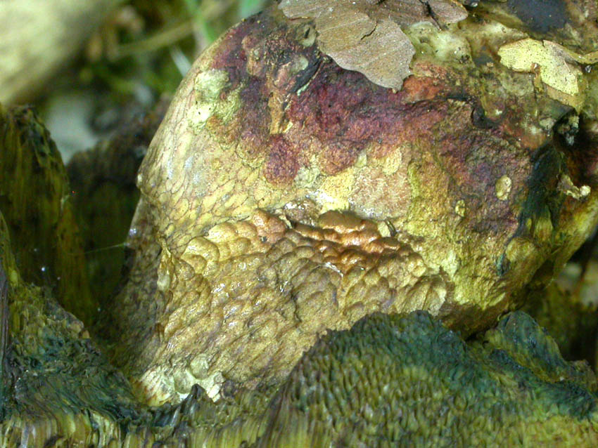 Boletacea problematica