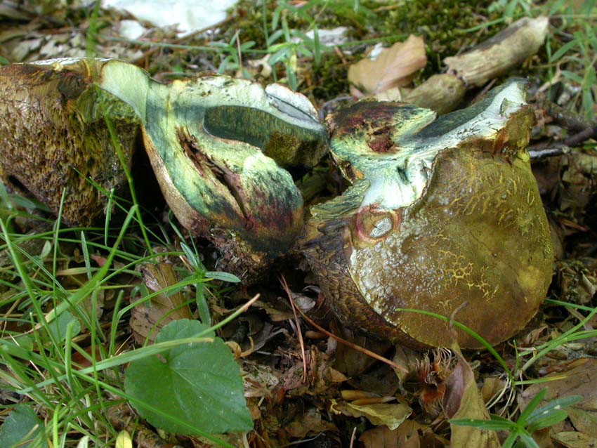 Boletacea problematica