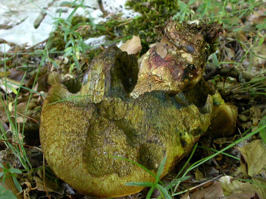 Boletacea problematica
