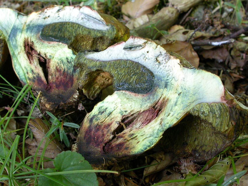 Boletacea problematica