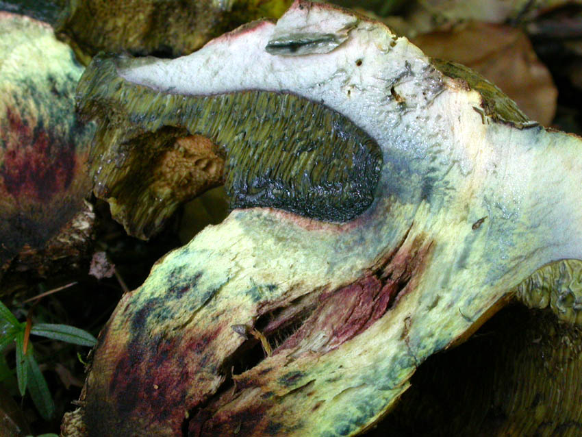 Boletacea problematica