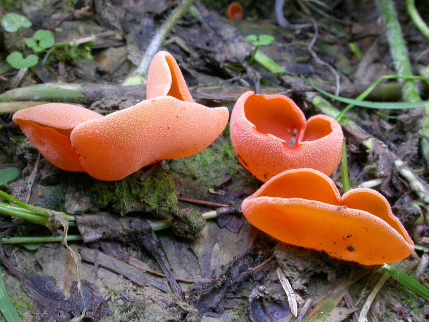 Pezizales