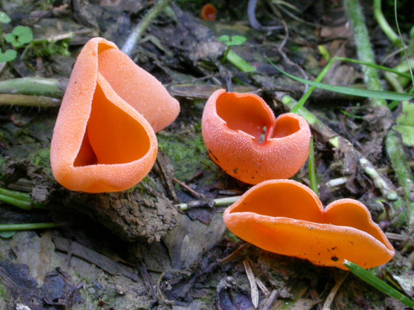 Pezizales