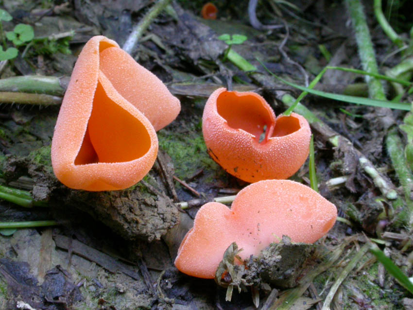 Pezizales