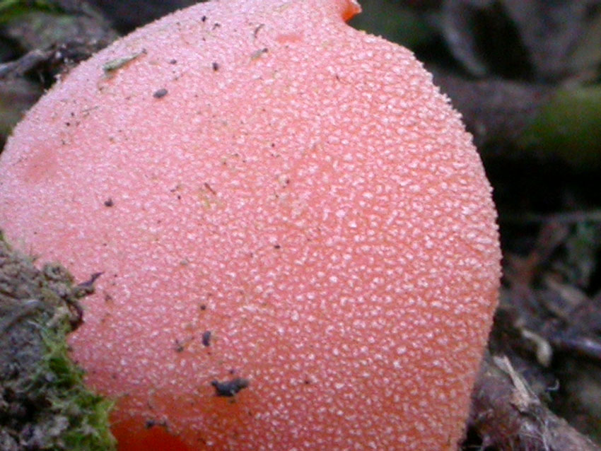 Pezizales