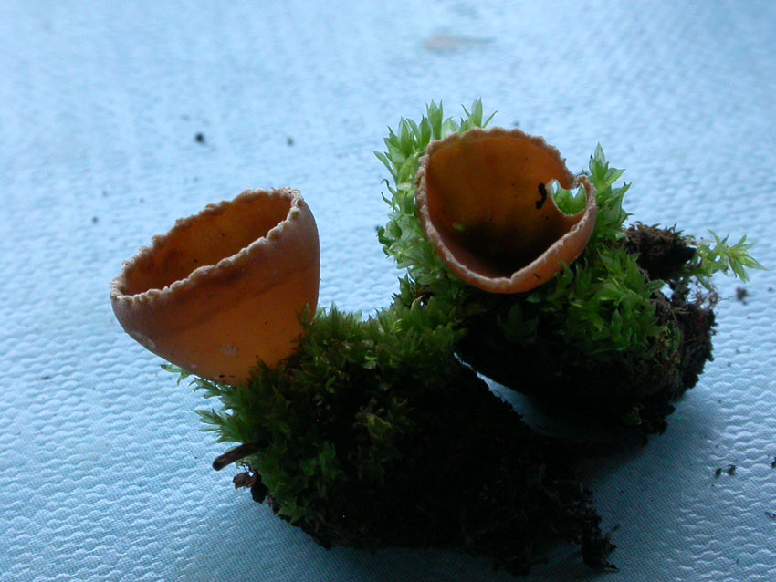 Pezizales