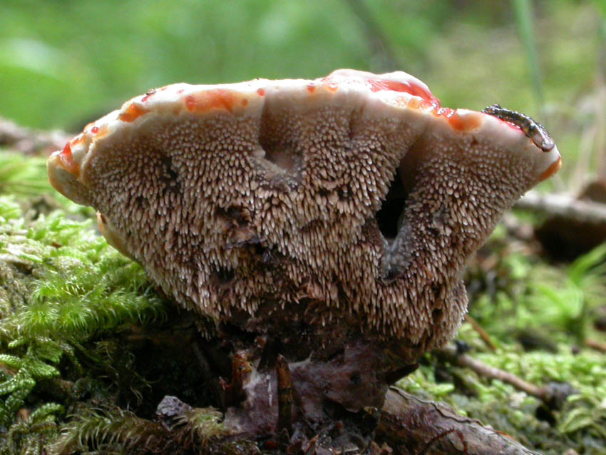 Bankeraceae