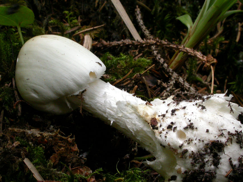 Amanita virosa (Lamark) Bertillon