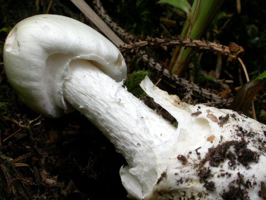 Amanita virosa (Lamark) Bertillon