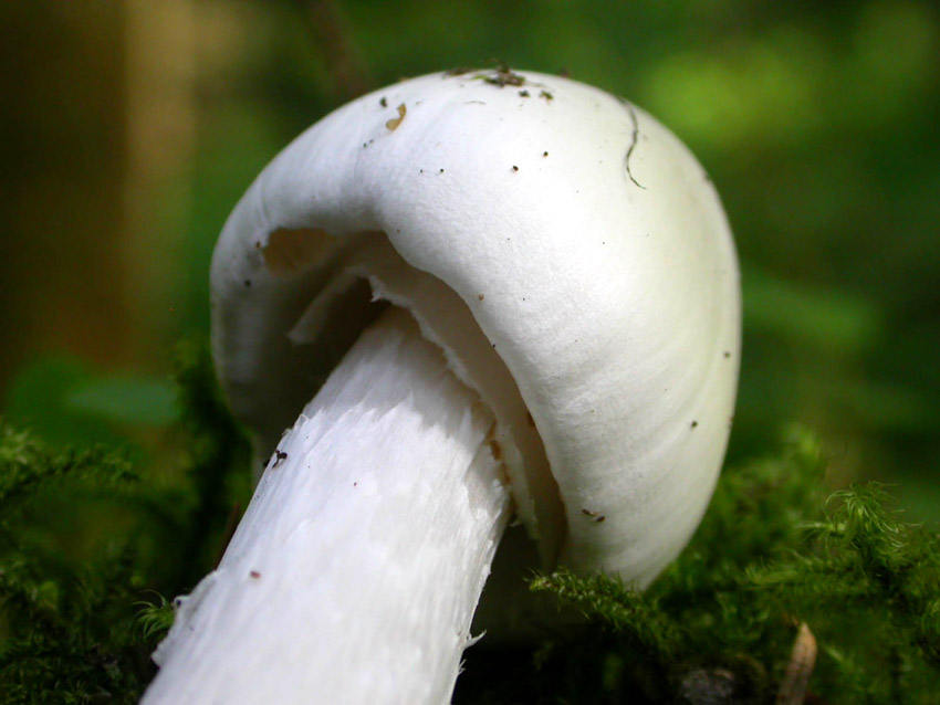 Amanita virosa (Lamark) Bertillon