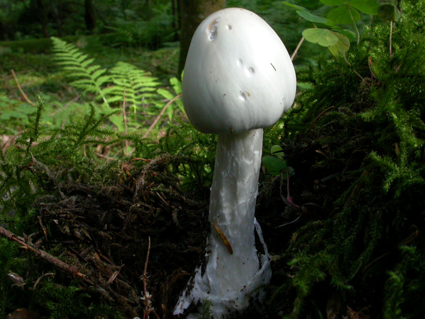 Amanita virosa (Lamark) Bertillon