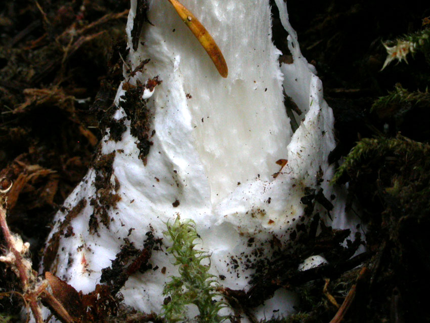 Amanita virosa (Lamark) Bertillon